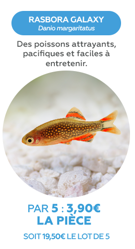 Rasbora galaxy