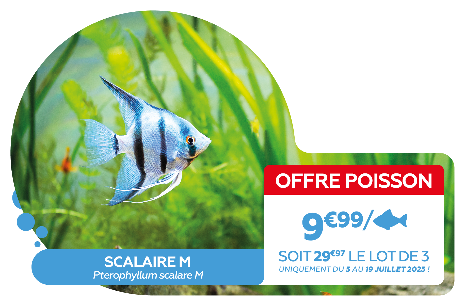 petit scalaire