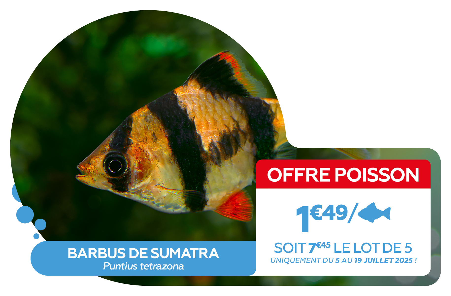 Poisson du paradis