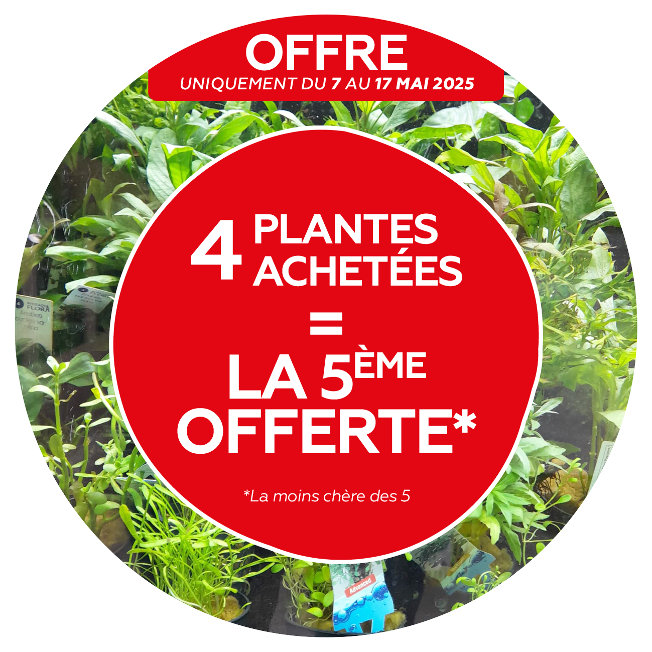 O PLANTE 2025-05.png