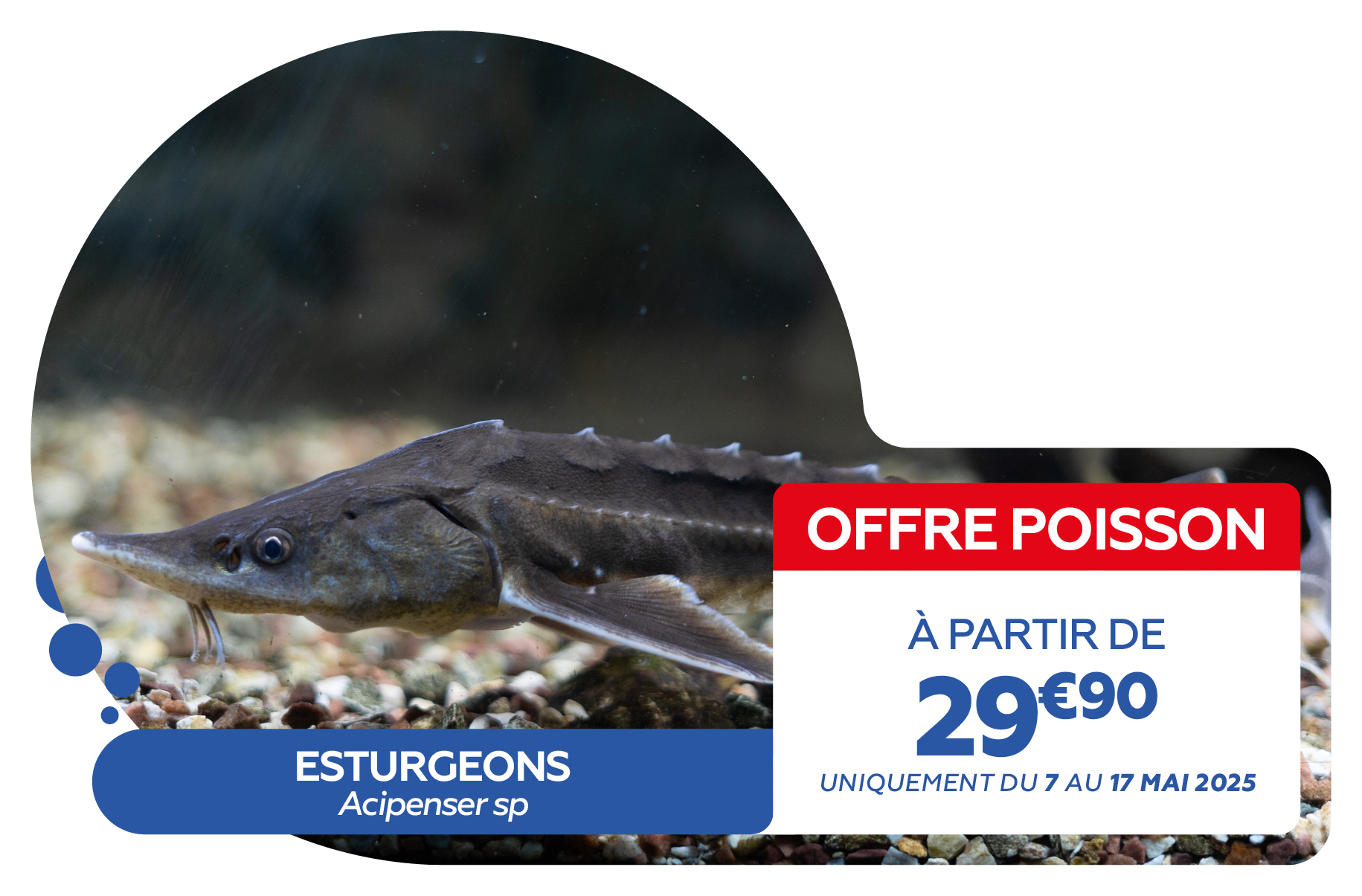 Offre poissons MARS 20254.png