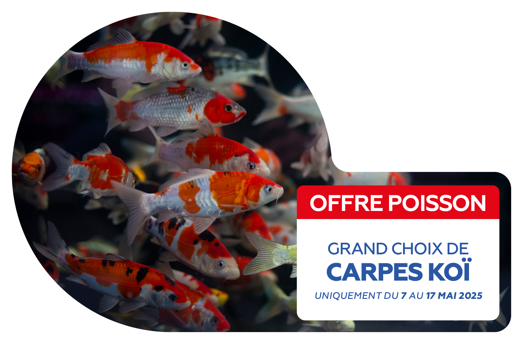 02 - OFFRE POISSONS6.png