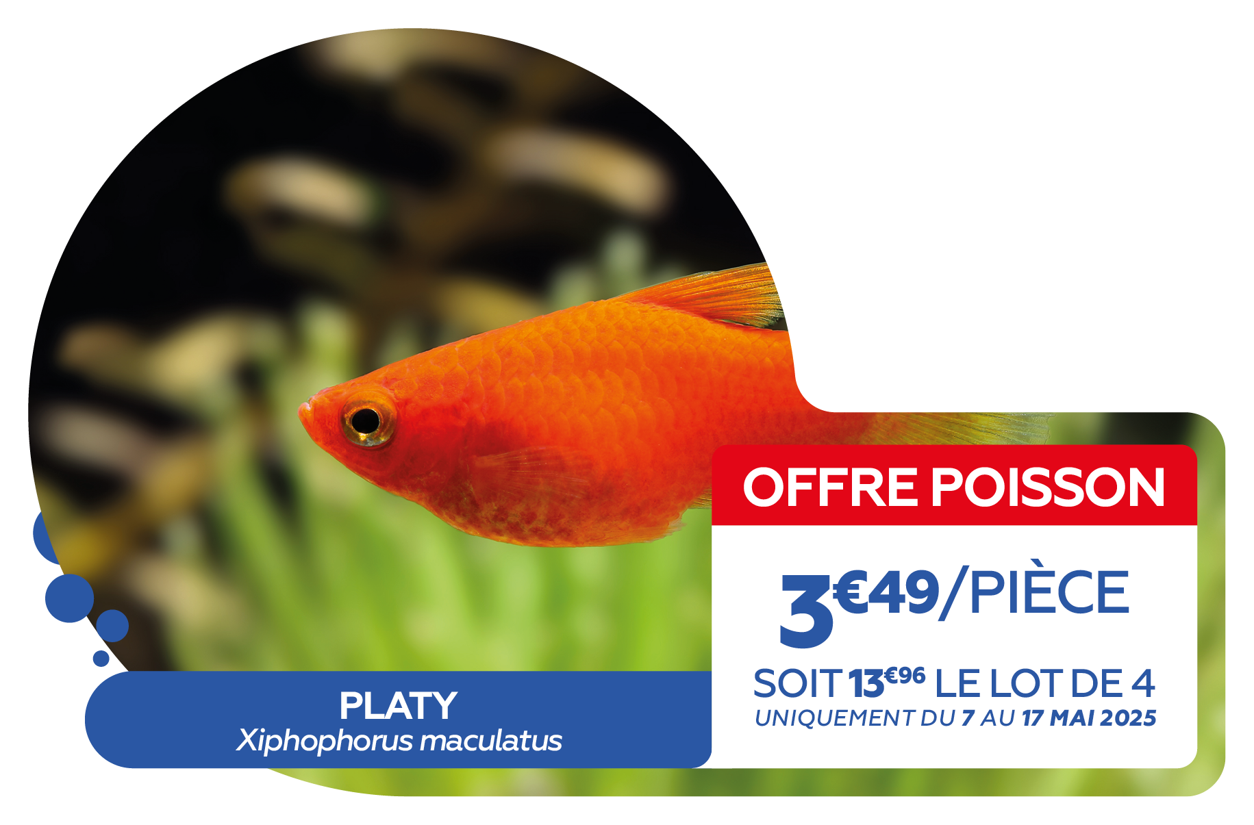 02 - OFFRE POISSONS4.png