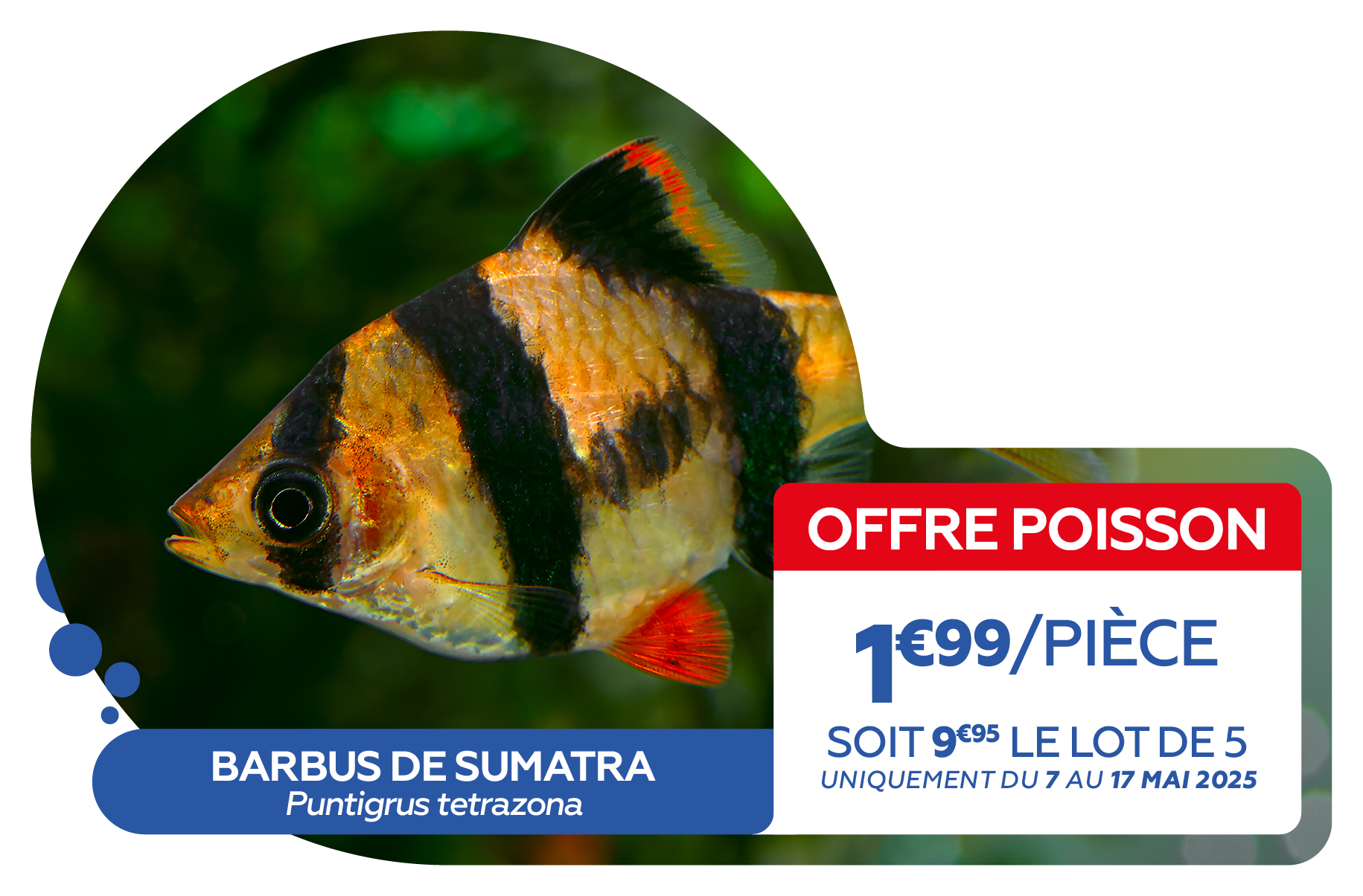 Offre poissons MARS 20259.png