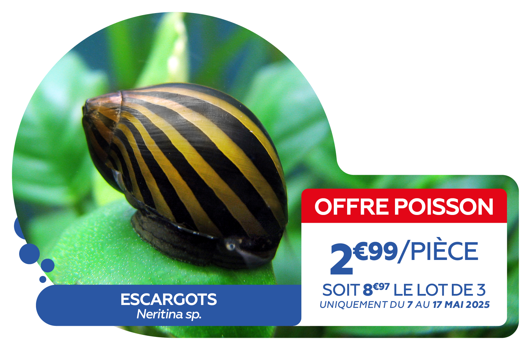 02 - OFFRE POISSONS6.png