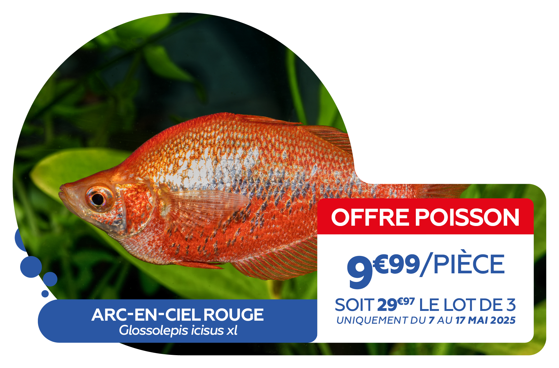 02 - OFFRE POISSONS6.png