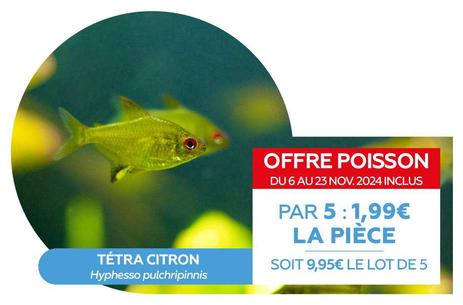 Offre poissons SEPT 20243.png