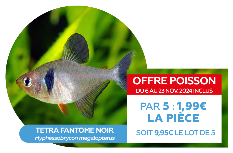 Offre poissons NOV 20243.png