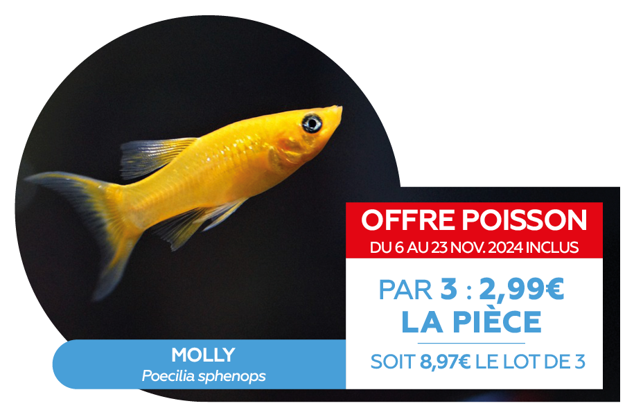 Offre poissons SEPT 20244.png