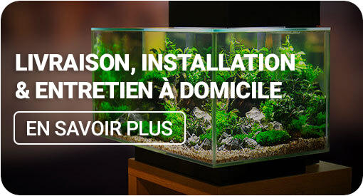 Les services de Nilufar : livraison, installation et entretien de votre aquarium