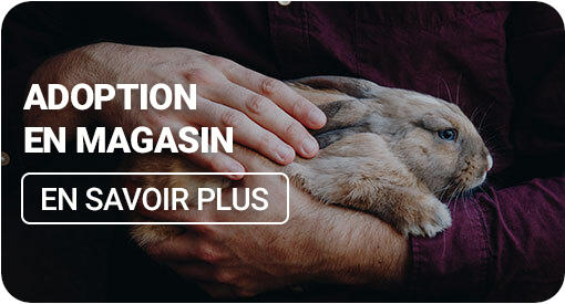 Les services de Nilufar : adoption d'animaux en magasin
