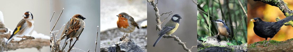 oiseaux-de-la-nature