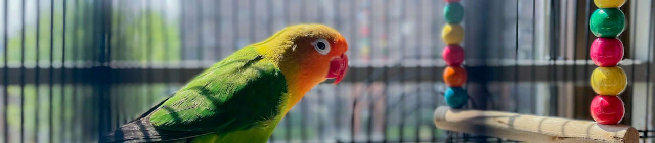 Quelle cage ou volière choisir pour son oiseau : le guide ultime de Nilufar