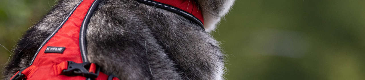 Laisse ceinture élastique pour chien Otium Kyflie