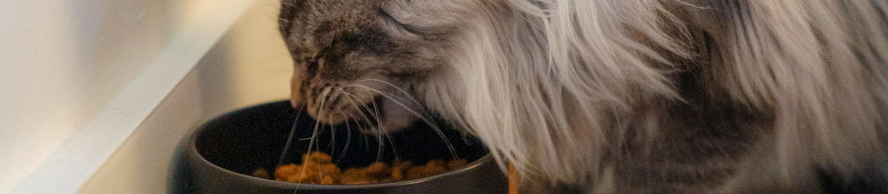 Croquettes Chat Adult Duck Leonardo