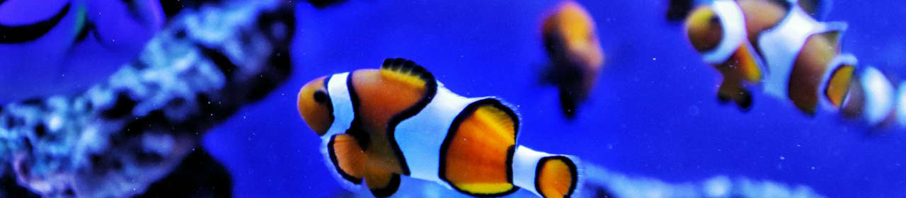 description_cuve_aquarium_hp.jpg