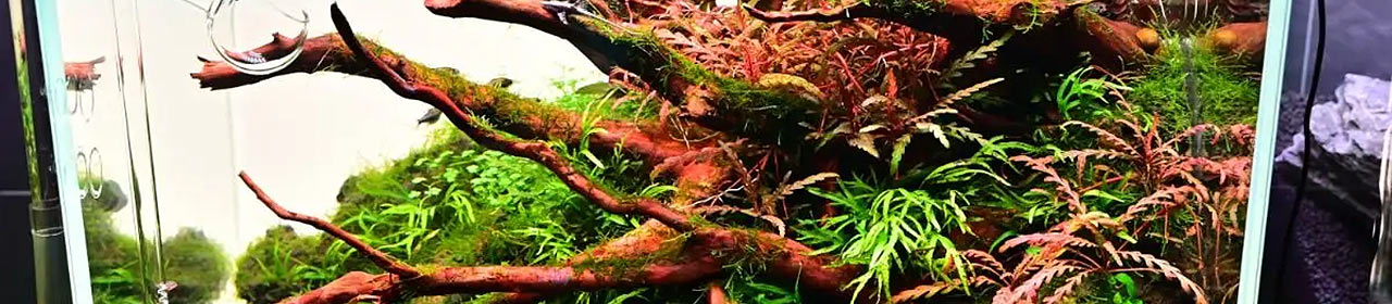 Éclairage LED Aquarium Universal WRGB Chihiros