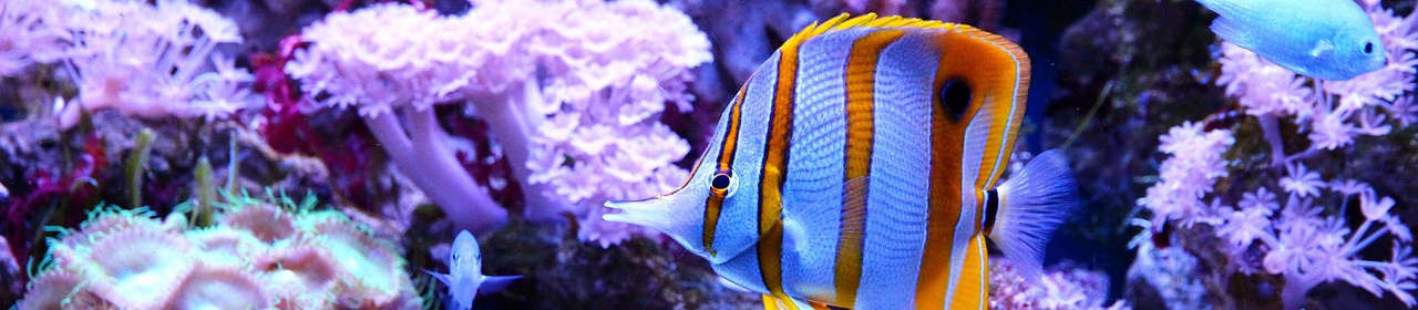 Rampe LED Connectée pour Aquarium ReefLED G2 Red Sea