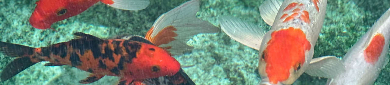 Aquatic Science Phytalim – Engrais pour plantes de bassin