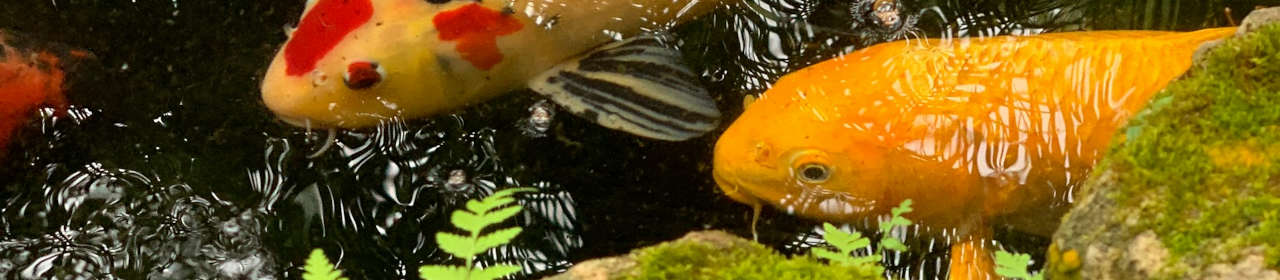 SuperFish Pump & UVC Clean - Nettoyant pompe et UVC pour bassin