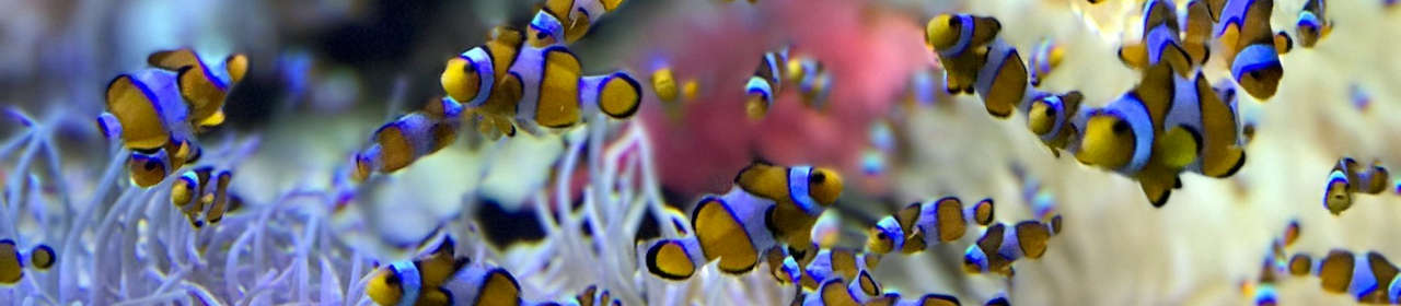 Écumeur pour Aquarium Reefer Skimmer Red Sea