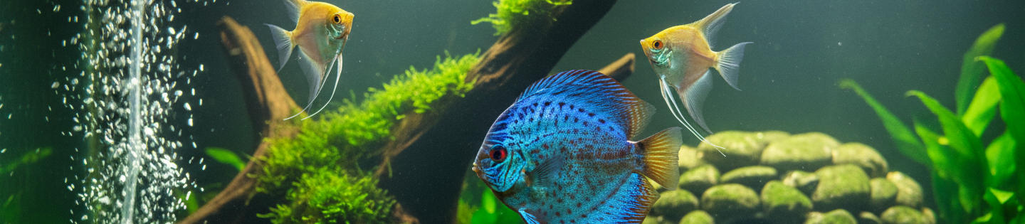 Substrat Nutritif pour Aquarium 'Natalit' | Hobby