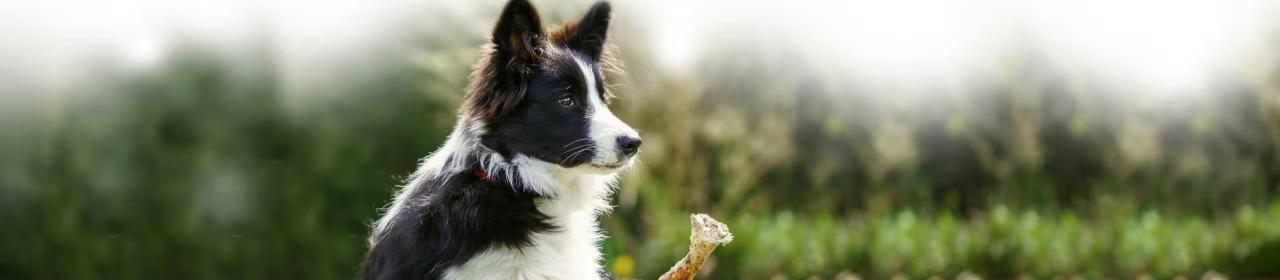 Friandise Chien Pointe de Corne de Buffle Perro