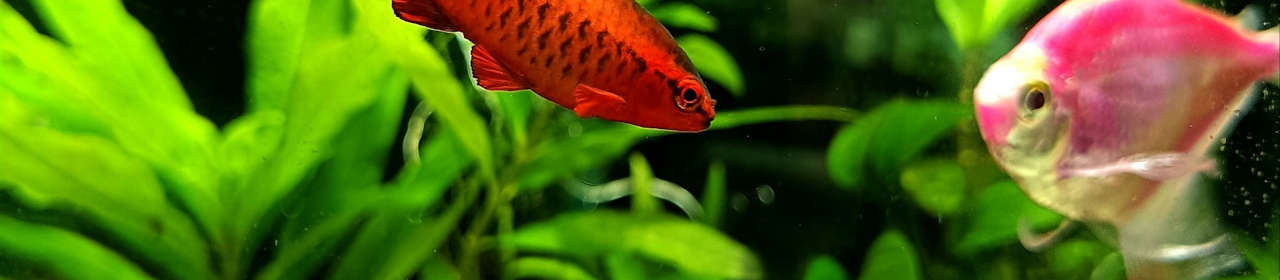 Godet de Filtration pour Aquarium Red Sea