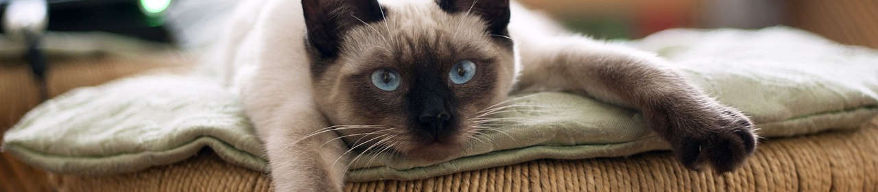 Litière pour chat Sandy Unscented