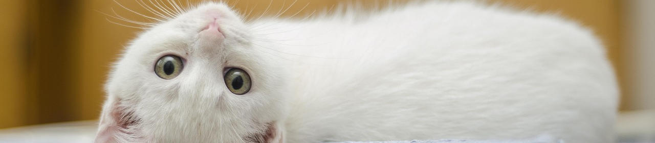 Maison de Toilette Automatique pour Chat Martin Sellier