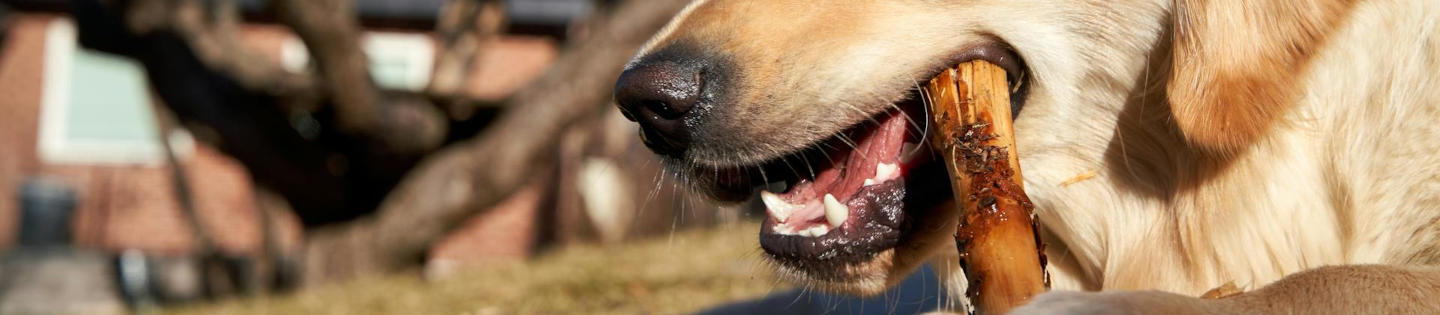 Friandise Chien Côte de Bœuf Nobby