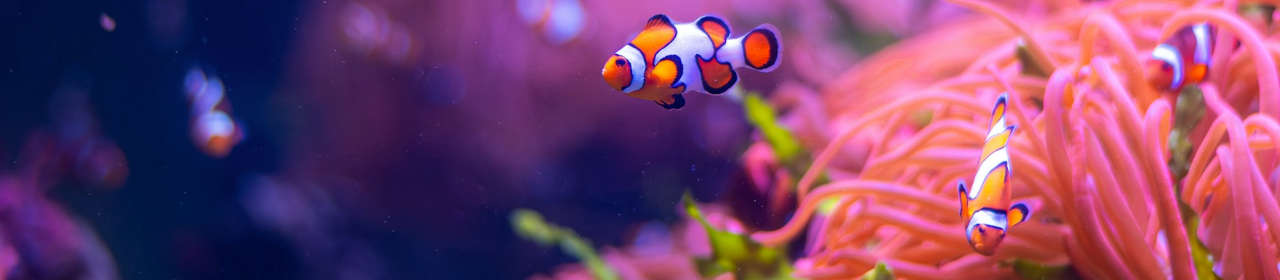 Osmolateur pour aquarium ReefATO+ Controller Red Sea
