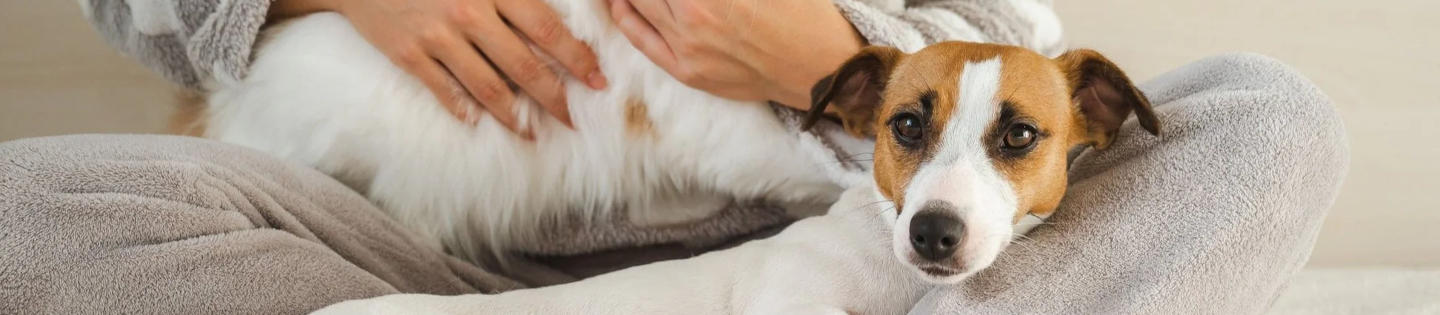 Distributeur interactif repas chien chat AFP Push 4 Meal