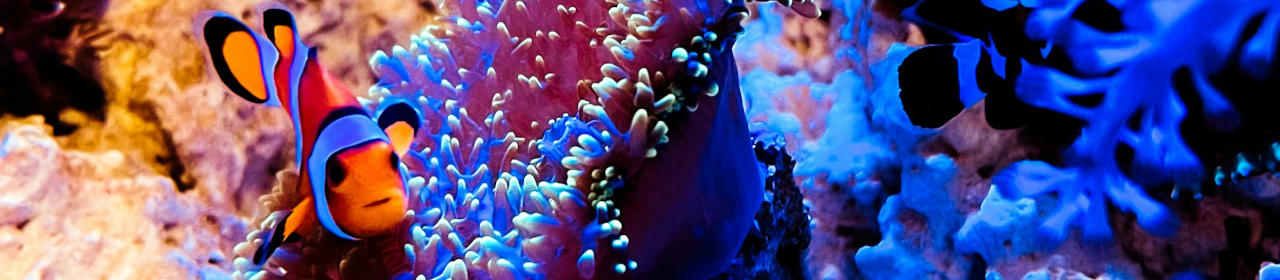 Complément Iodide Reef Shot pour aquarium