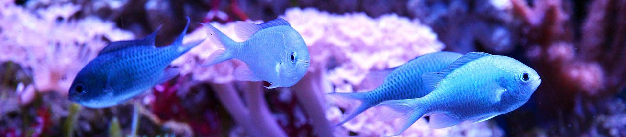 Refroidisseur de'Aquarium BM Chiller 400 & 800 BlueMarine