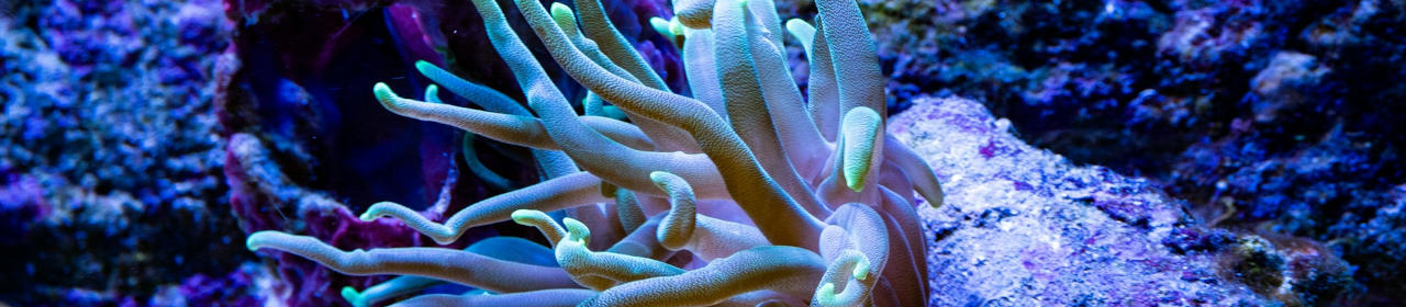 Sel pour aquarium marin Reef Evolution Aquarium Systems