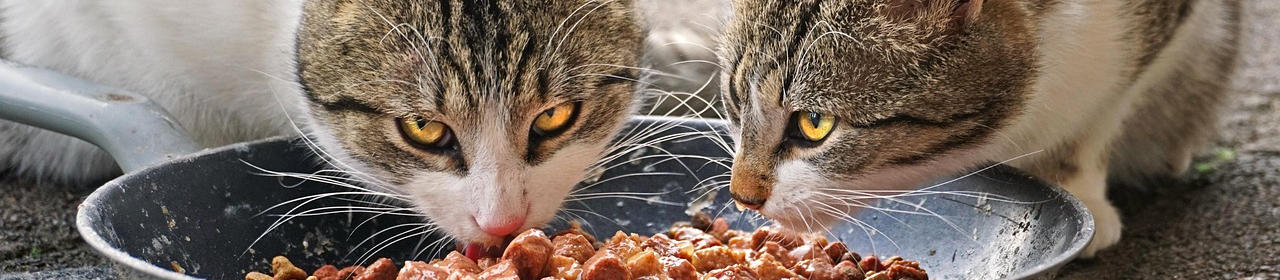 Soupe pour chat Drink & Care Mobility Leonardo