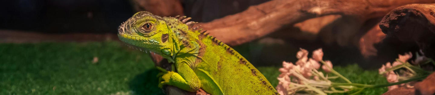 Comment bien aménager son premier terrarium HP Aquarium - Nilufar
