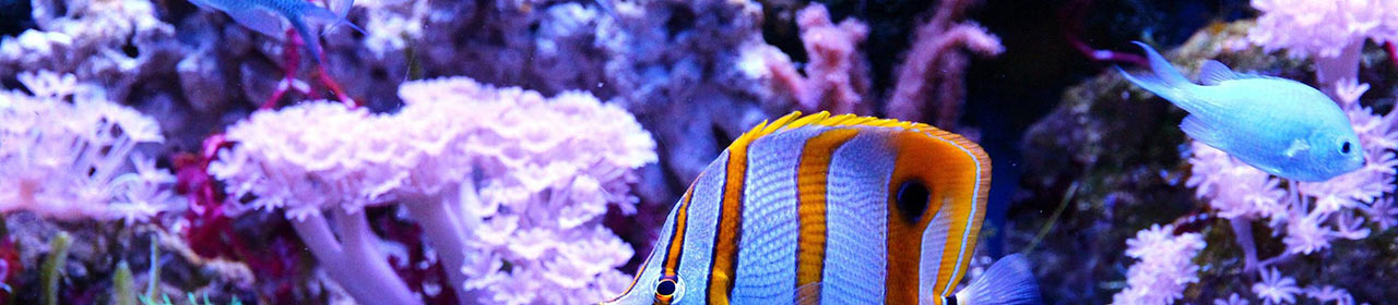 Traitement Cerpofor Flagellex Colombo