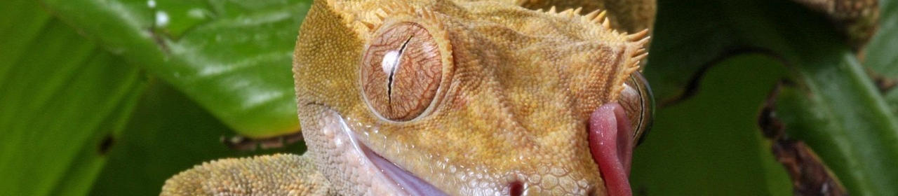 Adopter un Gecko à Crête : le Guide Complet | Nilufar