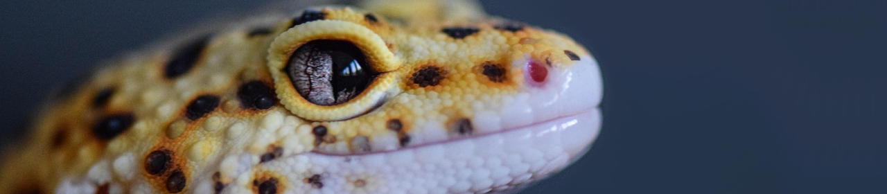 Adopter un Gecko Léopard : le Guide Complet | Nilufar
