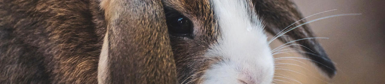 Adopter un Lapin Bélier : le Guide Complet | Nilufar