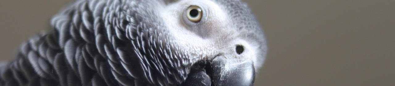 Adopter un Perroquet Gris du Gabon : le Guide Complet | Nilufar