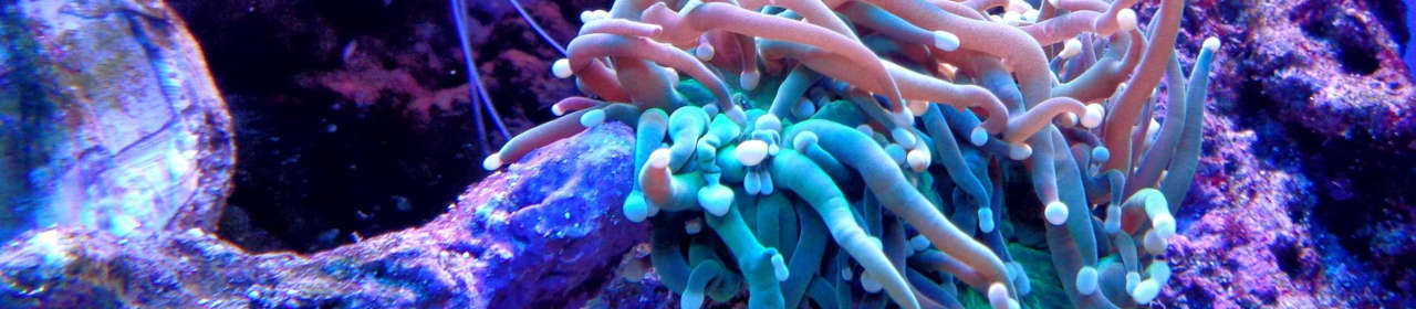 Importance de l'éclairage en aquarium récifal : spectres lumineux, esthétique et bien-être des coraux