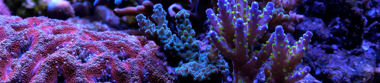 Pompe de brassage pour aquarium récifal : rôle, fonctionnement et bénéfices