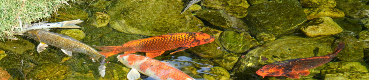 Bactéries vivantes pour bassin de jardin