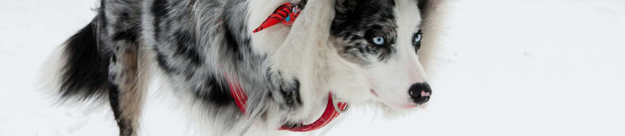 Pourquoi utiliser un harnais pour chien ?