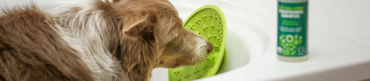 Shampooing pour chien : pourquoi et comment l'utiliser