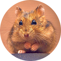 Adopter hamster