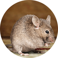 Adopter souris rat gerbille